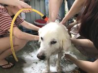 The participants helping to shower a dog.